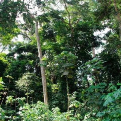 WEBINAR: LESSER KNOWN SPECIES – Utilising Ghana's Sustainable Timber Resources